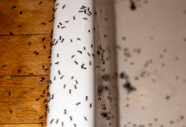 Best Best Pest Control Companies  in Blue Rapids, KS